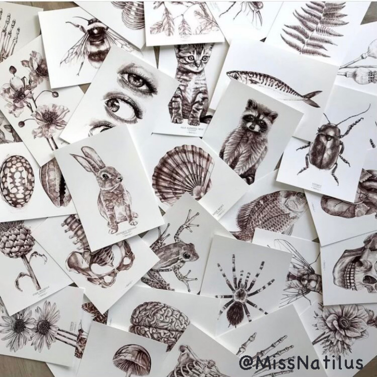 DESSINS ENCRE @missnatilus